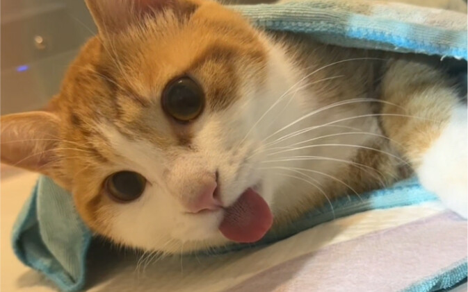 Taking Cocoa to the vet for spaying