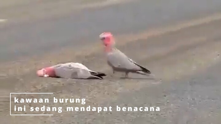 kakak tua galah yang malang