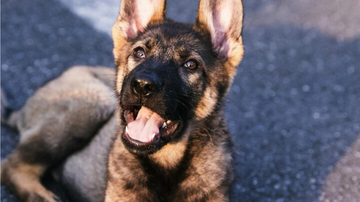 When you have a max-level puppy... that’s the real gift!