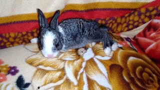 Our Cute little Bunny He is So Cute