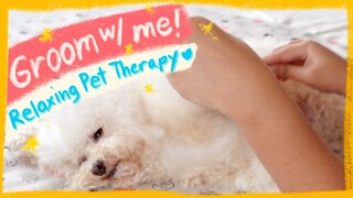 CUTE CHILL DOG BEING GROOMED| How to Groom a Toy Poodle- Pet Therapy ASMR | The Poodle Mom