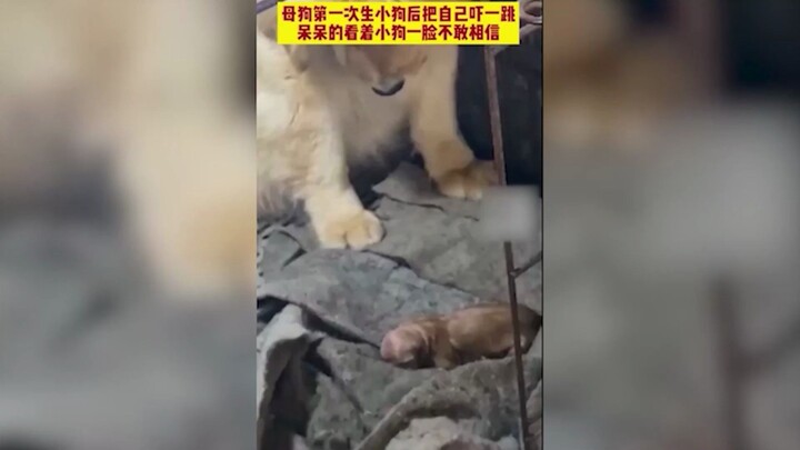 Merasa seperti anjing itu sendiri yang terkejut! Di Shandong, seekor induk anjing sampai terkejut se