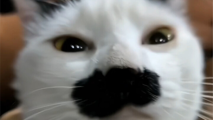 《八 嘎 猫 之 歌》