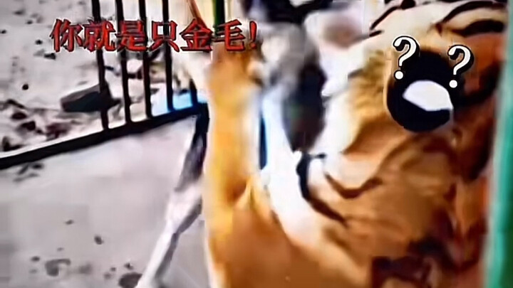 Saudara Hu: Wah, kacau, kok ada perasaan familiar ya?