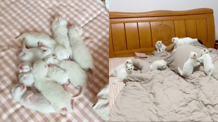 Ngưỡng mộ! 9 chú mèo con, nhân lúc chủ không chú ý nhảy lên giường