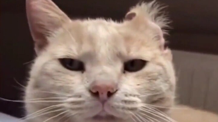 Ya, si kucing ini memang selalu berponi belah tengah