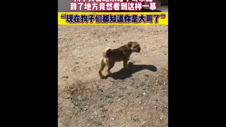 The dog suddenly ran up to lead the young man home. It turned out that the family’s older dog was si