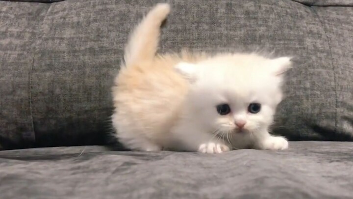 "Adorable Tiger Strikes!!"