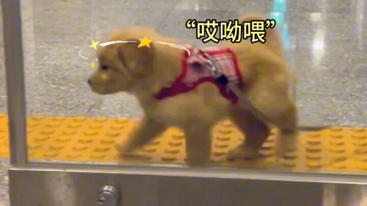 Mamajiang: Nhưng cái đầu thì tầm thường