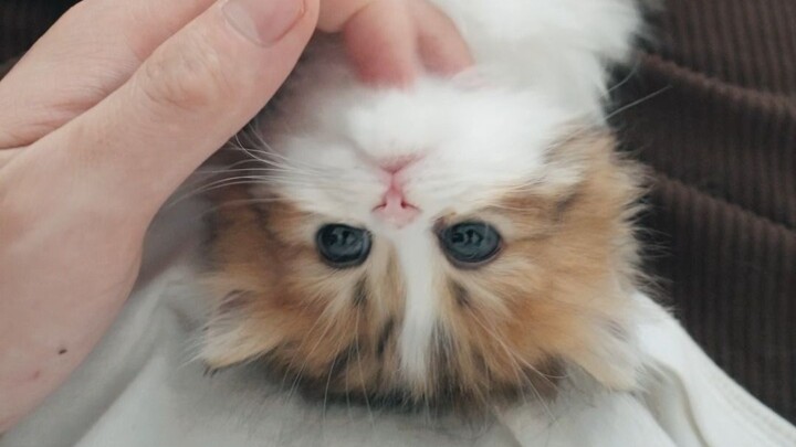 Menampilkan aksi memangku anak kucing kecil hingga tidur terlentang