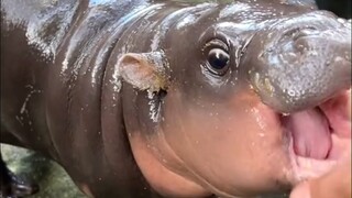 Moo Deng, a pygmy hippopotamus born in July, has become a star at this Thai zoo.