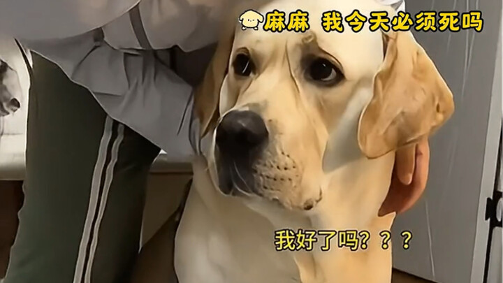 A moment of utter disbelief for the pup. Dog: I’m calling the cops!