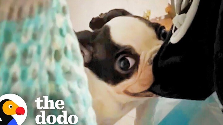 ดู Frenchie ห้าปอนด์นี้กลายเป็น Gremlin Dodo ตัวน้อย แต่ดุร้าย