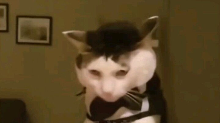 Animal Voice Acting | The Tony Leung of the Cat World, Here He Is!