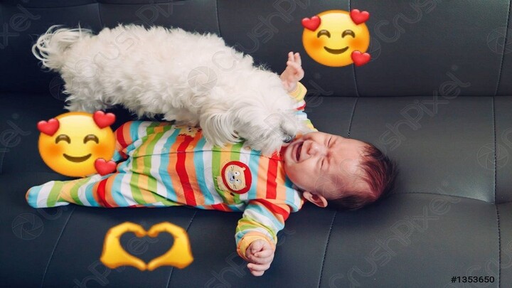 Dogs and Babies 2023 funny and emotional videos 2023 - funny and emotional video