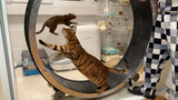 Jadikan Treadmill Kucing Menjadi Generator Listrik