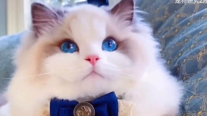 Benarkah memelihara kucing semahal itu? Kucing dengan harga terjangkau ini sama manisnya!