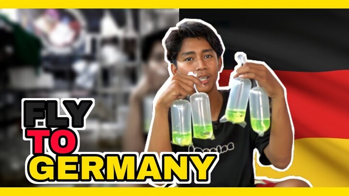 BEGINI CARA KIRIM IKAN KE GERMANY!!