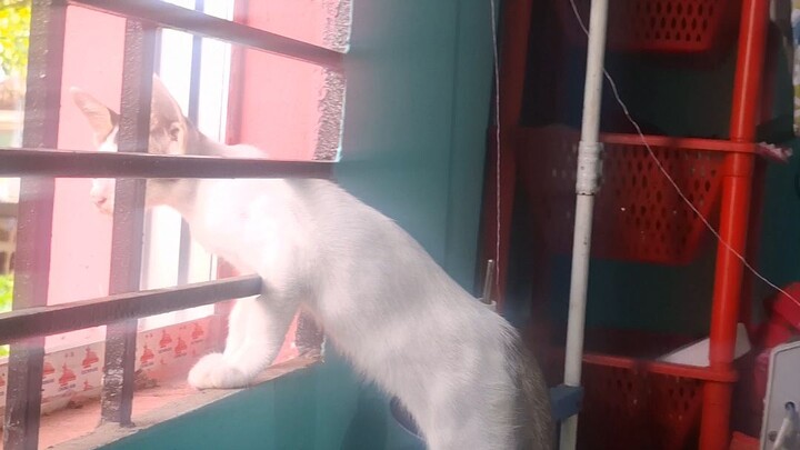 crazy cat