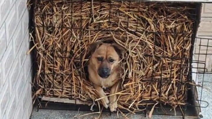 “Sarang emas sarang perak tetap tak sebanding dengan sarang anjing sendiri”