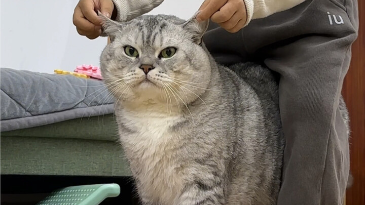 Em trai cưỡi Đại Tráng