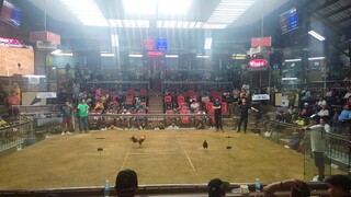 3rd Fight Win Champion. BULIK (July 15. SMC 3-Stag Derby Early Bird Edition)