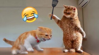 Funniest Animals 2023😂   Best cat videos for a good mood! 😻