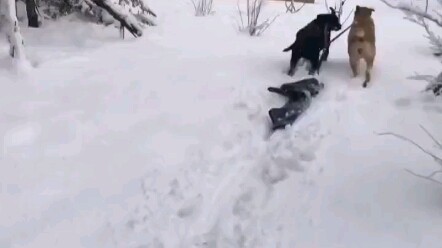 Quần chạy bộ thể thao