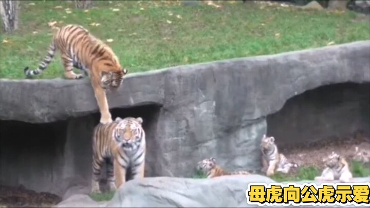 [Love] The mother Northeast tiger really likes the male tiger! The little cub nearby is getting bomb