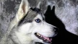 Husky với đêm trăng tròn #dog #pet #động vật