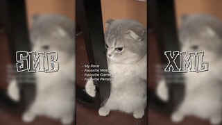 PRESET AM 😼 MY FAVORITE - TREND ? 🥶