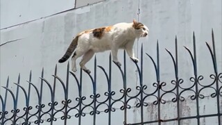 " 满级猫猫行为大赏 "