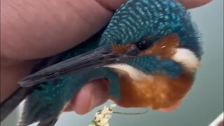 Brother Rescues Kingfisher Whose Feet Are Frozen