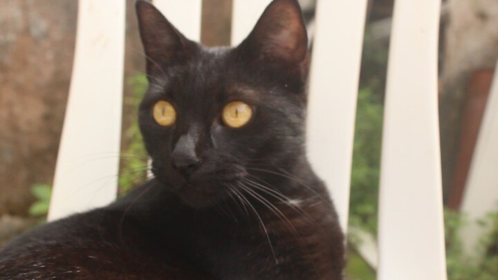Minha gatinha Floquinha
