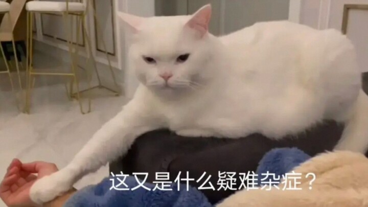 “You’ve definitely got some serious cat vibes.”