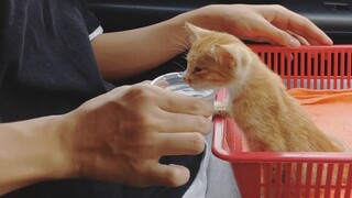 Non-cat woman has epic response to finding disabled kitten on the street