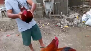 sbr vs butcher