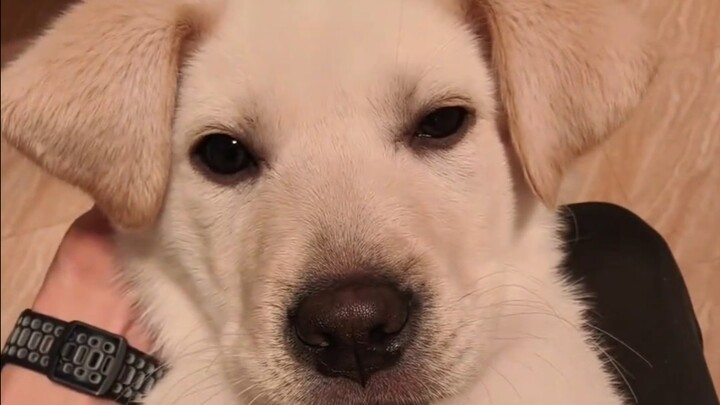 I smell a puppy!