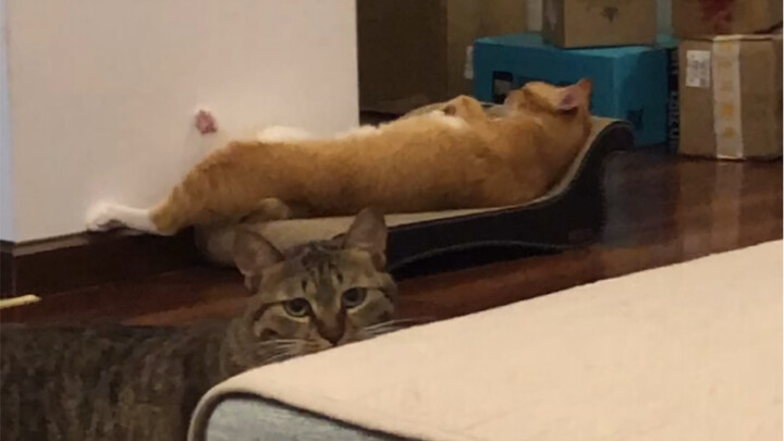 Kita semua hidup di bawah bayang-bayang seekor kucing.