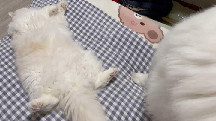 How much trust does this kitten have to completely flip onto its back in front of the dog?