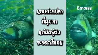 รวมคลิปตลกๆ : เเอบถ่ายปลาที่ดุที่สุดในโลก!!