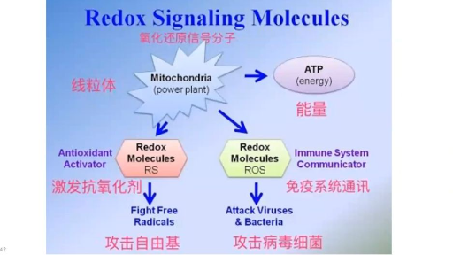 氧化还原科学与自愈能力的结合 林伟雄医生