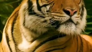 Spesies Harimau Terakhir di Indonesia