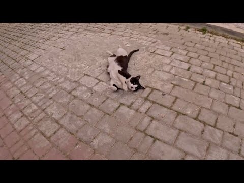 After the cat trusted us, it began to lie on the ground to show us its love.