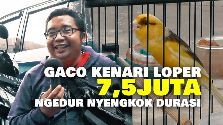 GACO KENARI LOPER 7,5 JUTA NGEDUR NYENGKOK DURASI