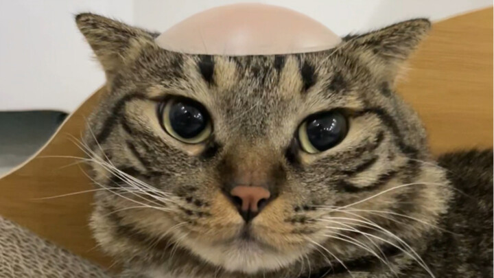 มิมิป้ายคือให้คุณใช้ติดที่มิมินี่เหรอ？？？？