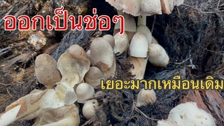 ออกโพดโพ!!มากี่ครั้งก็เต็มตระกร้าทุกครั้งออกเป็นช่อๆเกินคำบรรยาย