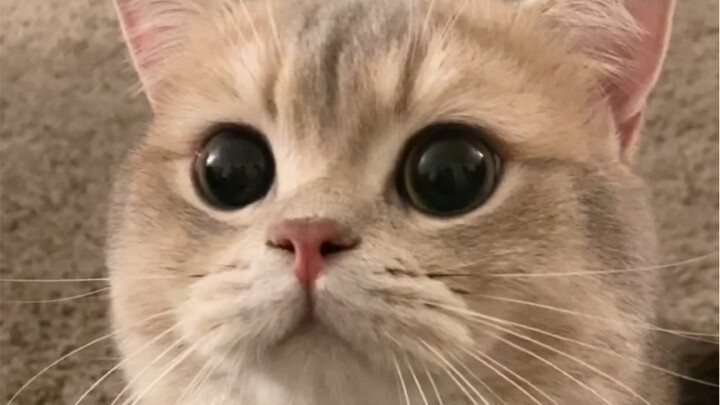 Si gila pelindung istri, Bos Ka: Bu! Lepaskan menantu perempuan kecilku! Dia milikku!