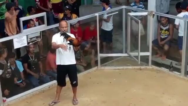 Dec.25,2023 2nd fight Melsim hatch