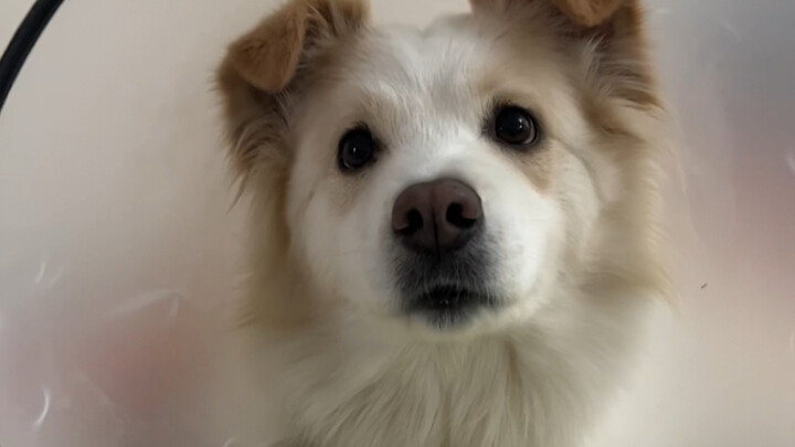 Thanks for all your concern! Bella’s been in great spirits today. I’m not sure if it’s because she o